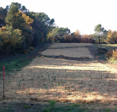 Après la plantation, recouvert d'un bon paillage