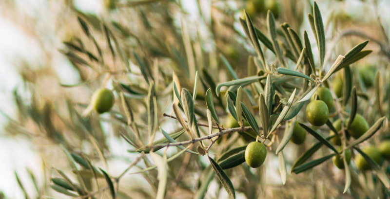 Fichier:Olives.png